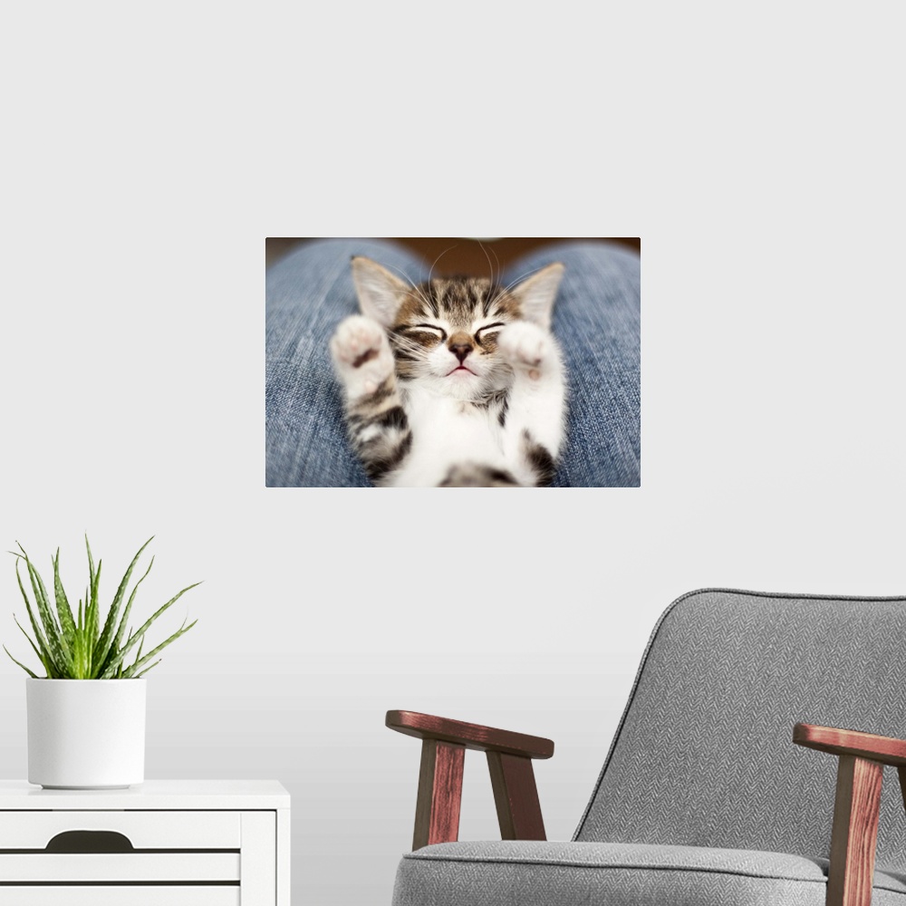 A modern room featuring Kitten on lap.