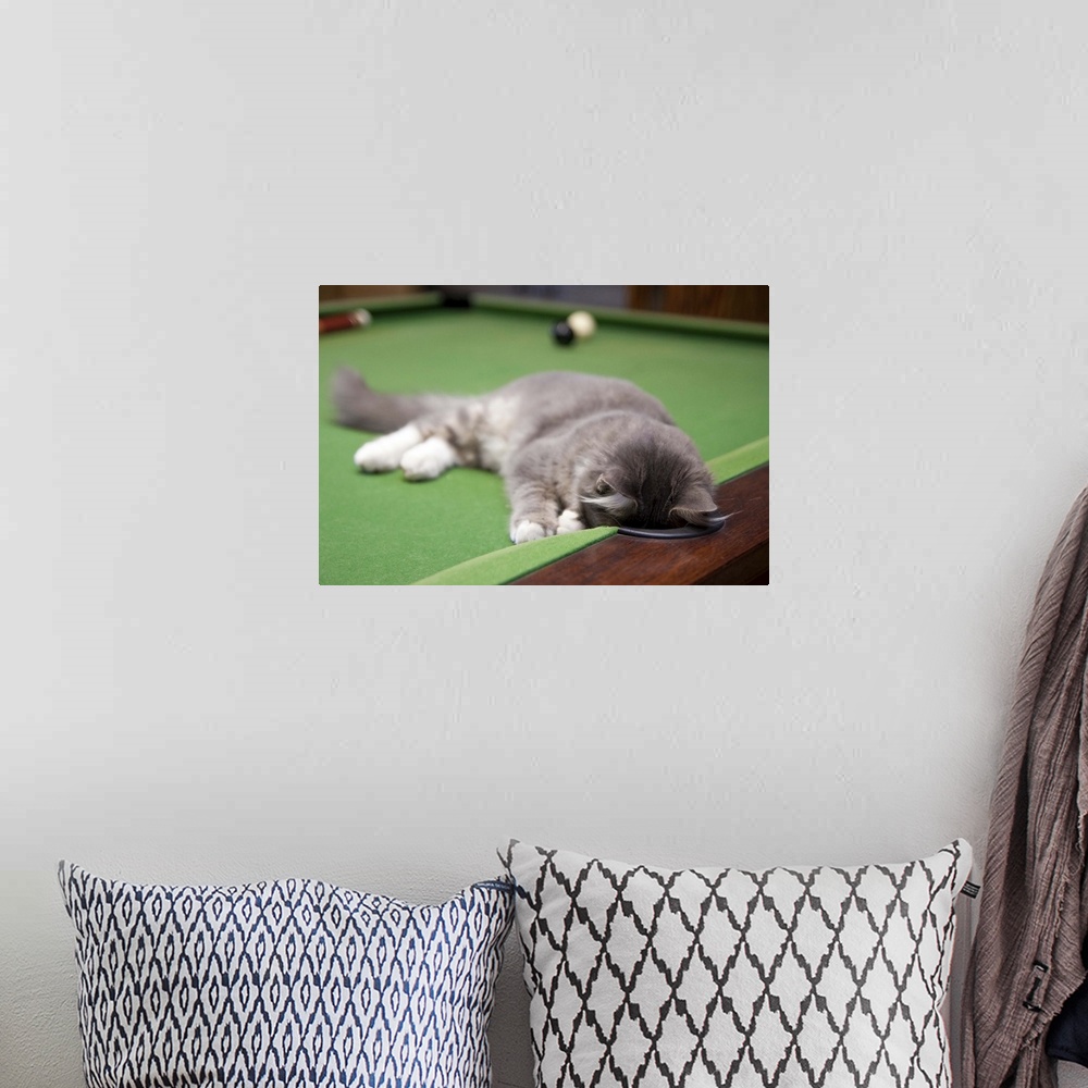 A bohemian room featuring Kitten playing on pool table.