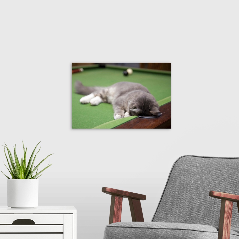 A modern room featuring Kitten playing on pool table.