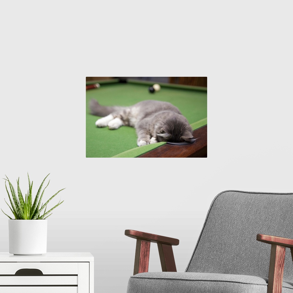 A modern room featuring Kitten playing on pool table.
