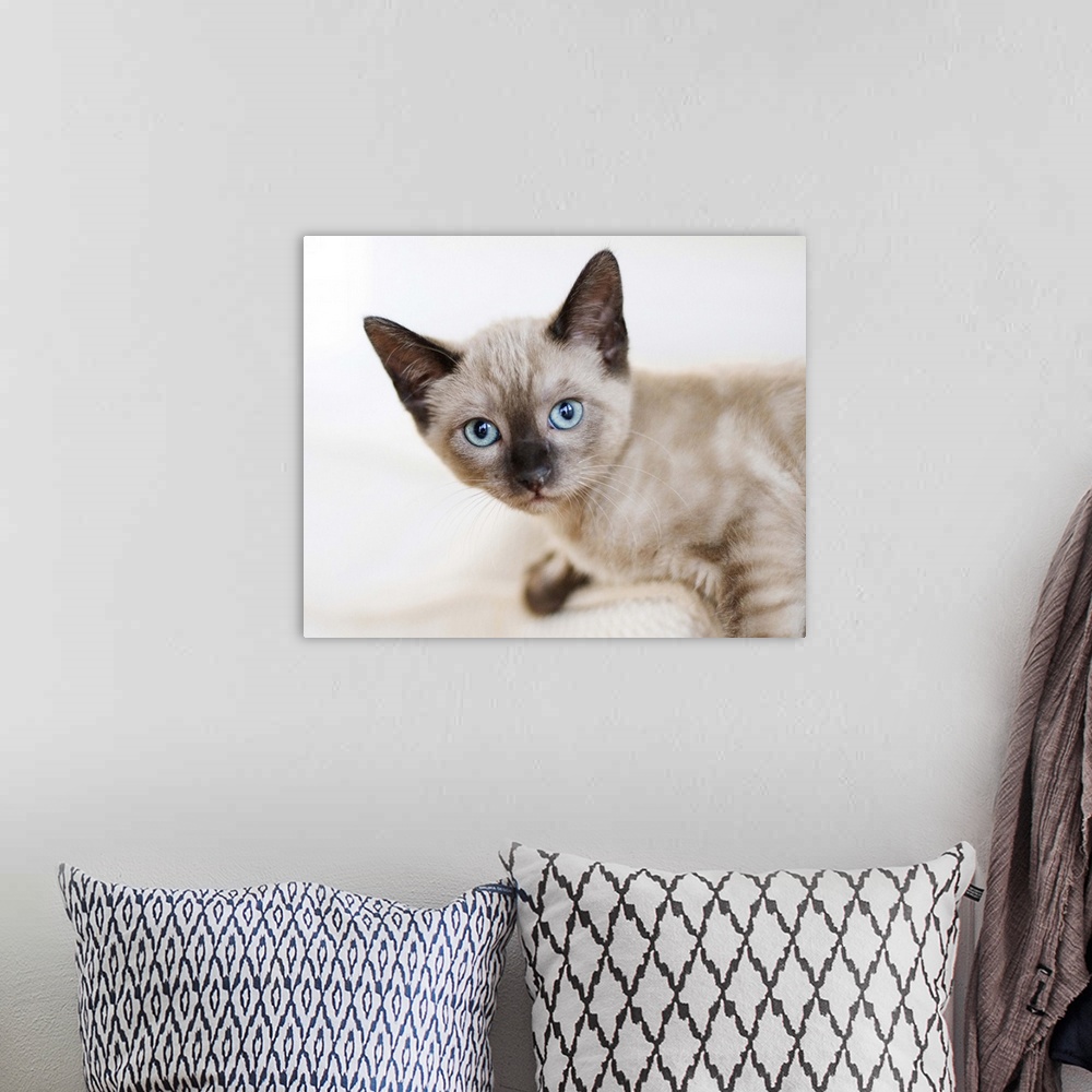 A bohemian room featuring Kitten, Siamese, blue eyes.