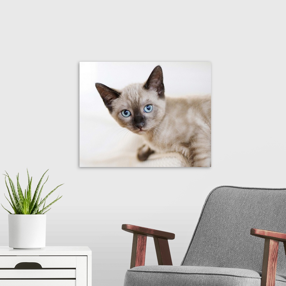 A modern room featuring Kitten, Siamese, blue eyes.
