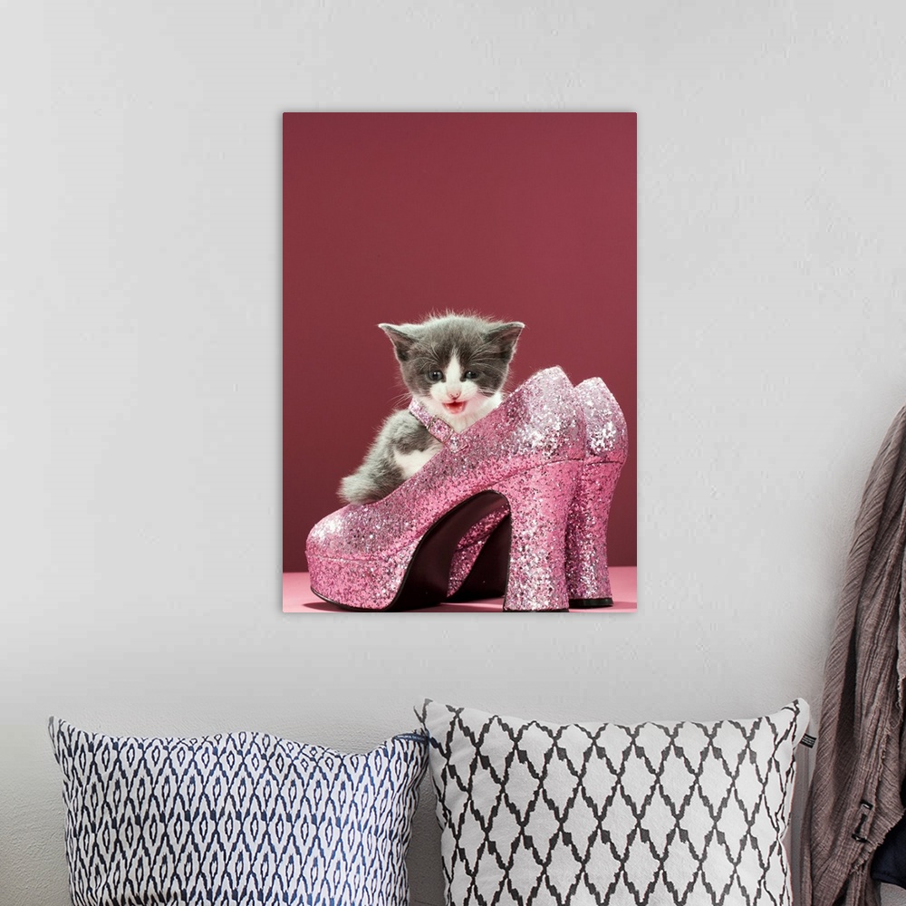 A bohemian room featuring Kitten sitting in glitter shoes