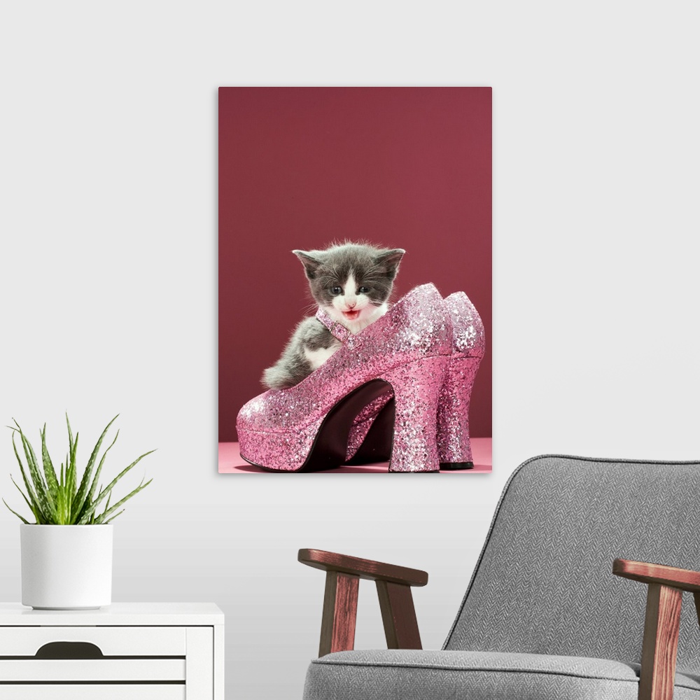 A modern room featuring Kitten sitting in glitter shoes