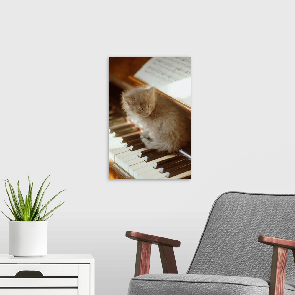 A modern room featuring Kitten sitting on piano keyboard, close-up