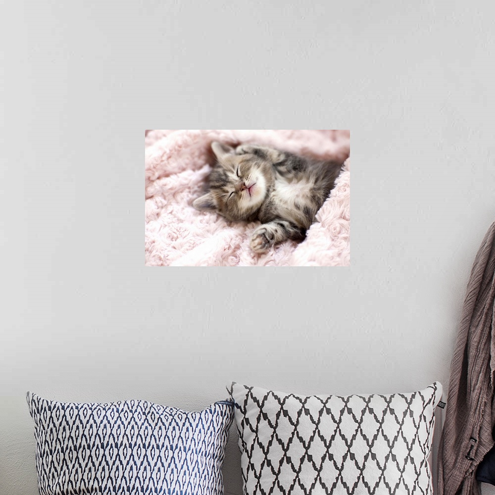 A bohemian room featuring Kitten Sleeping on Towel