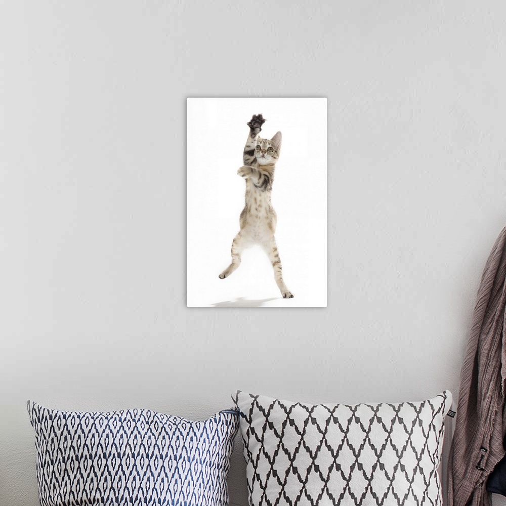 A bohemian room featuring Kitten standing on back paws