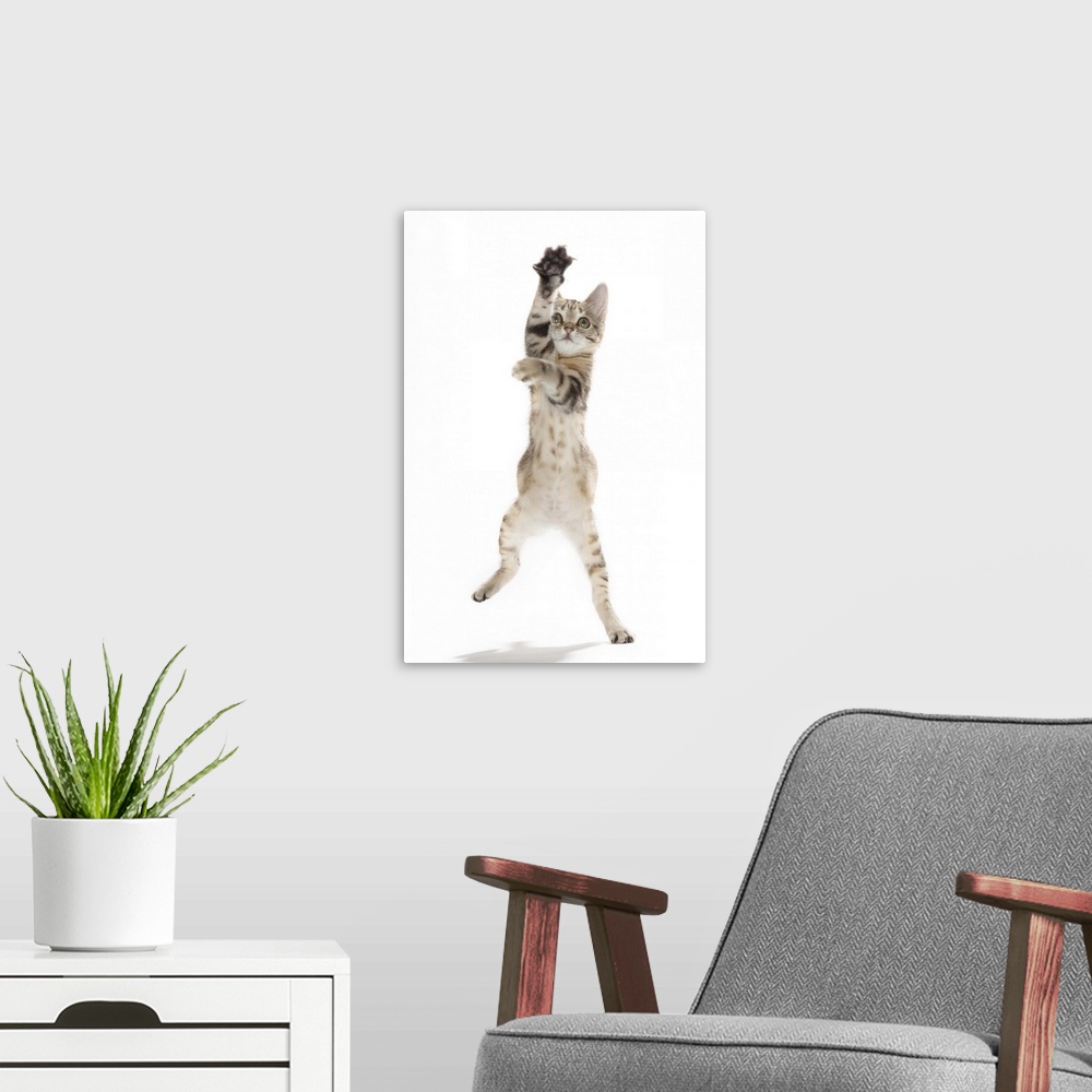 A modern room featuring Kitten standing on back paws