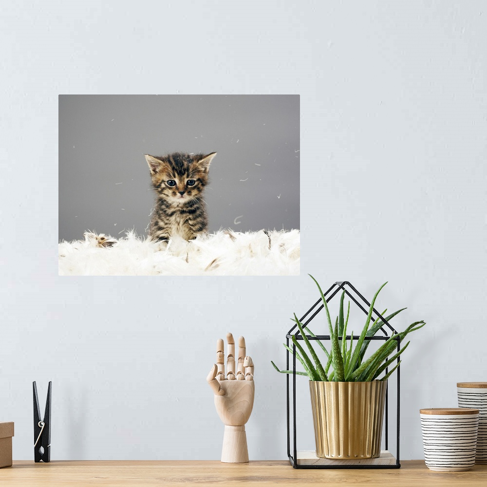 A bohemian room featuring Kitten surrounded by feathers