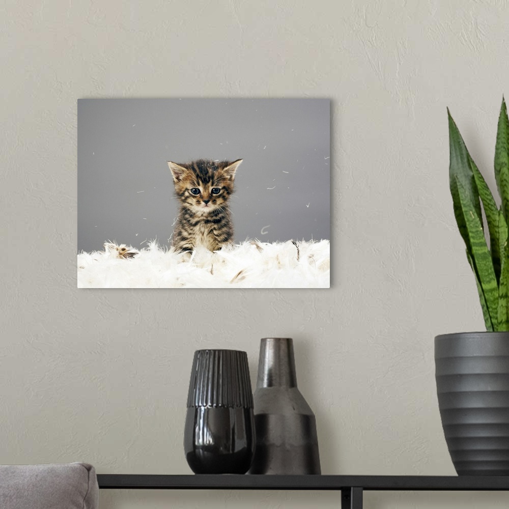 A modern room featuring Kitten surrounded by feathers