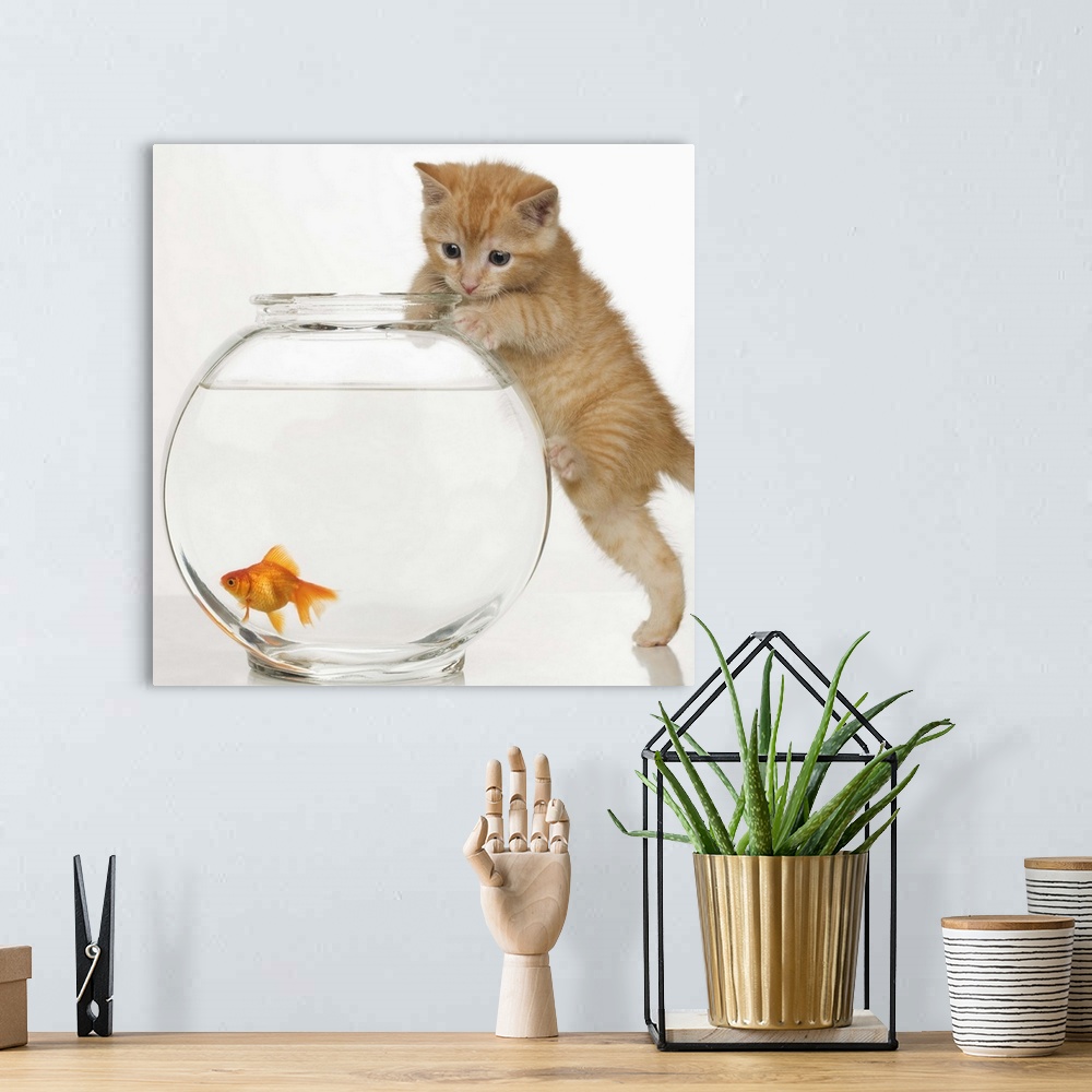 A bohemian room featuring Kitten trying to get at a goldfish