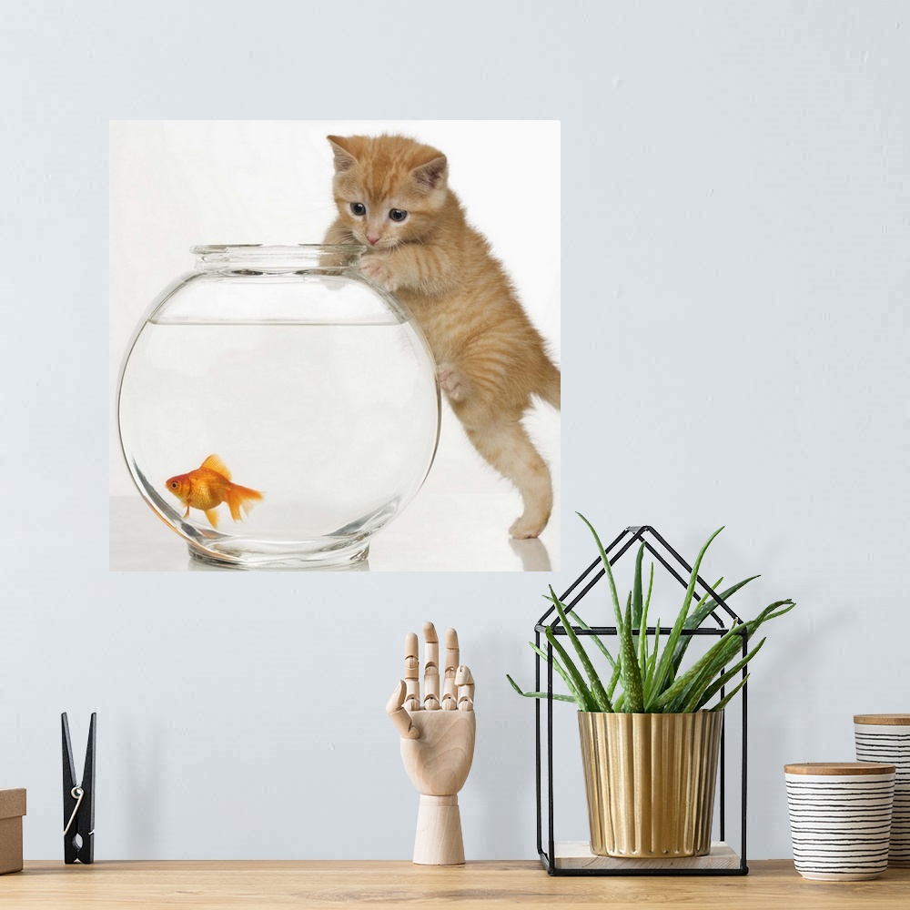 A bohemian room featuring Kitten trying to get at a goldfish