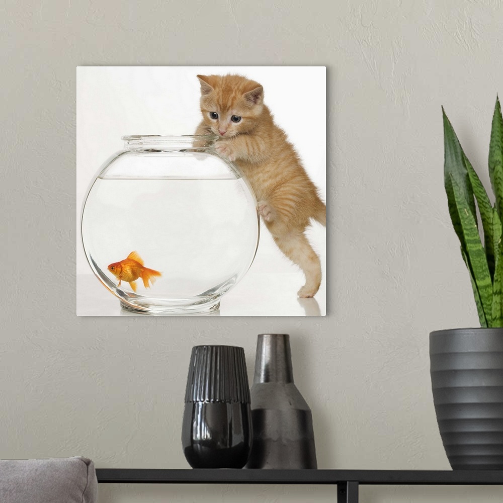 A modern room featuring Kitten trying to get at a goldfish