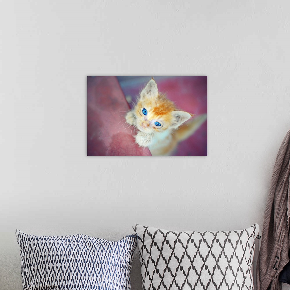 A bohemian room featuring Kitten with blue eyes