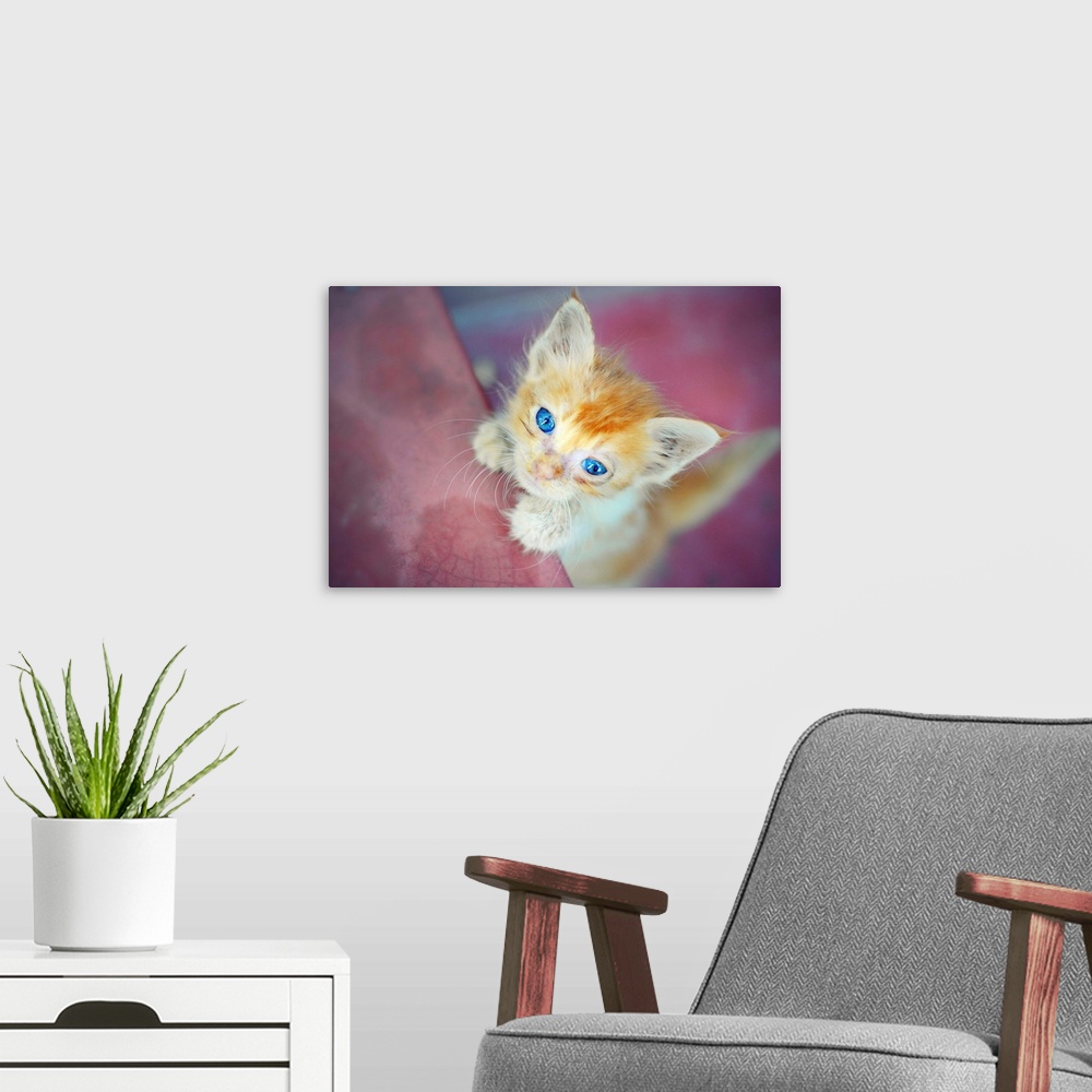 A modern room featuring Kitten with blue eyes
