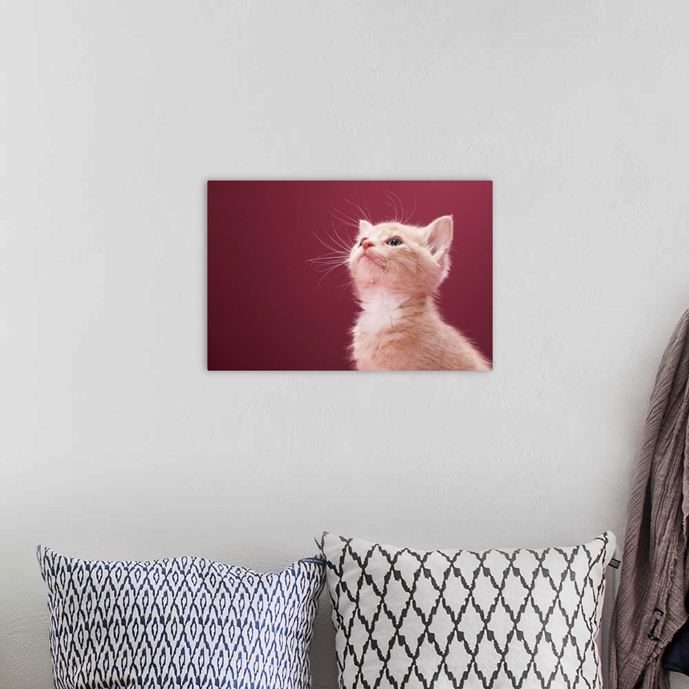 A bohemian room featuring Kitten with whiskers