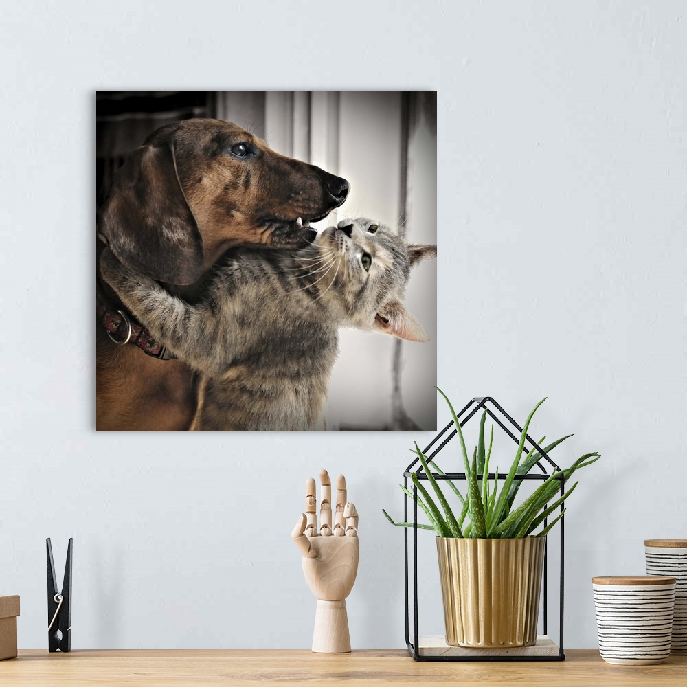 A bohemian room featuring A kitten hugging his friend, a dachshund dog.