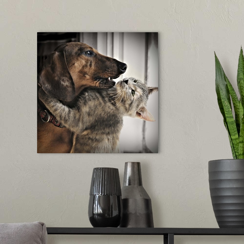 A modern room featuring A kitten hugging his friend, a dachshund dog.