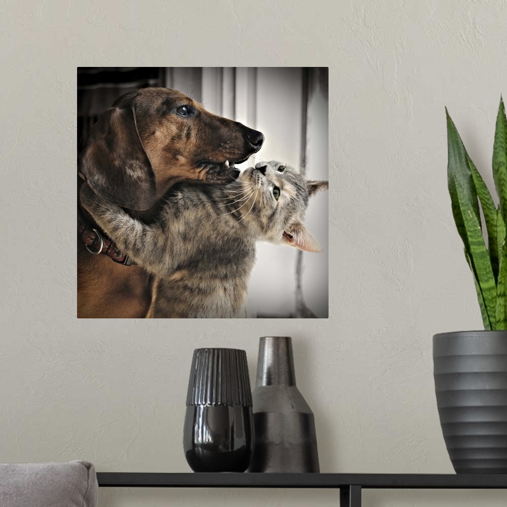 A modern room featuring A kitten hugging his friend, a dachshund dog.