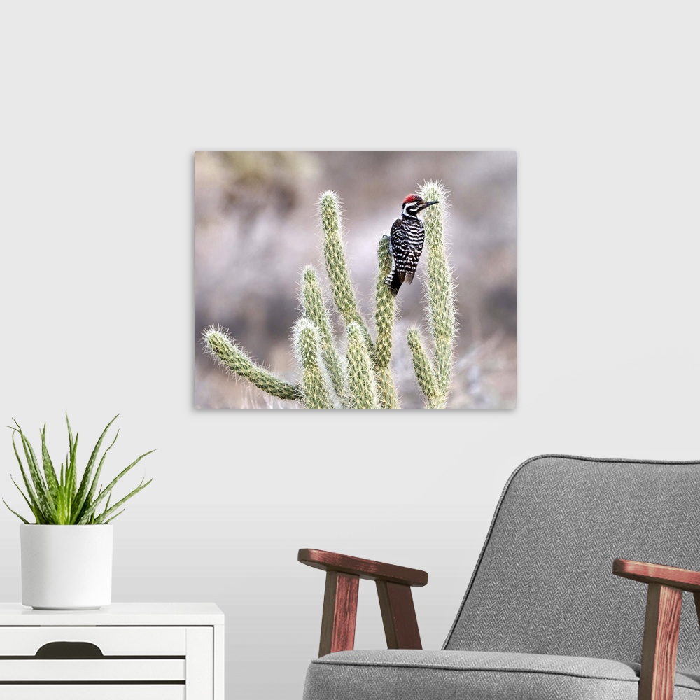 A modern room featuring Ladder backed woodpecker resting on Gander's Cholla in Vallecito in the Anza Borrego Desert, Cali...