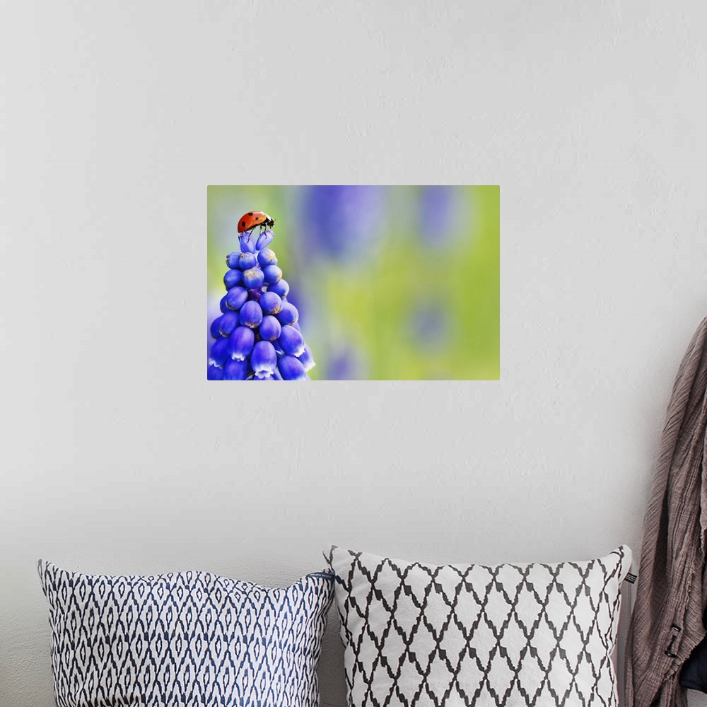 A bohemian room featuring A Ladybird captured in an extraordinary position on top of a Grape Hyacinth Muscari purple flower...