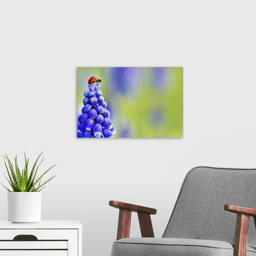 A modern room featuring A Ladybird captured in an extraordinary position on top of a Grape Hyacinth Muscari purple flower...