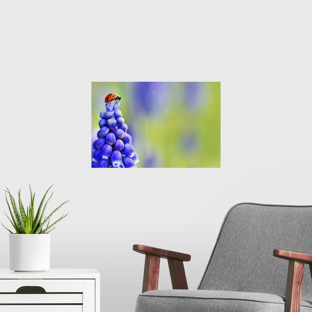A modern room featuring A Ladybird captured in an extraordinary position on top of a Grape Hyacinth Muscari purple flower...