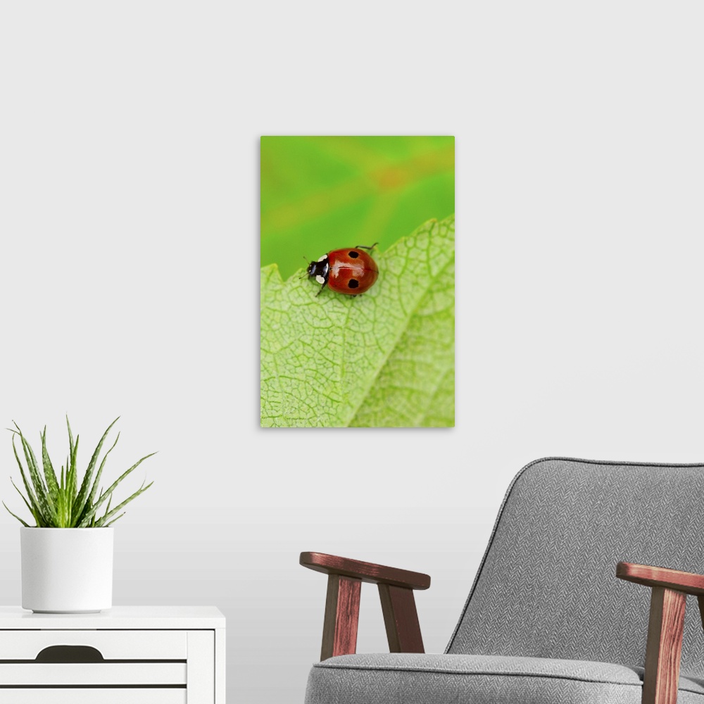 A modern room featuring Ladybird walking across a leaf