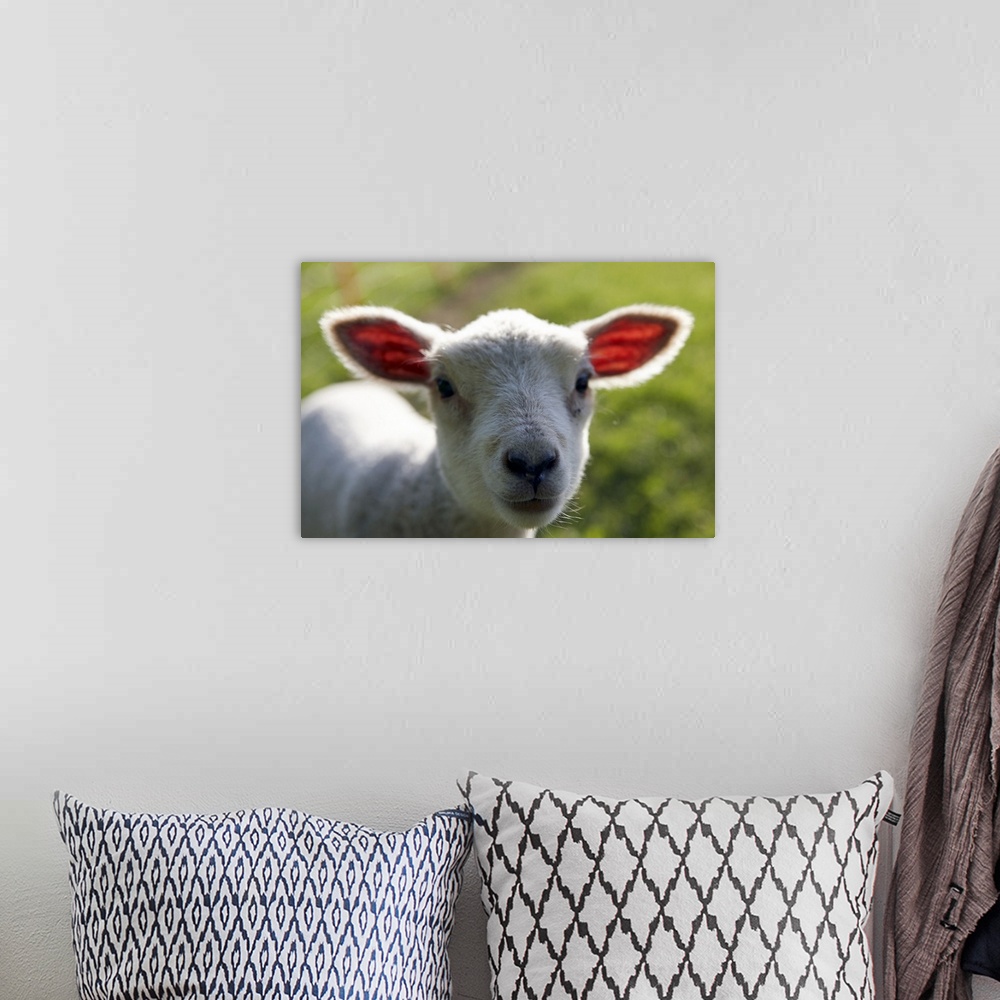 A bohemian room featuring Lamb in pasture