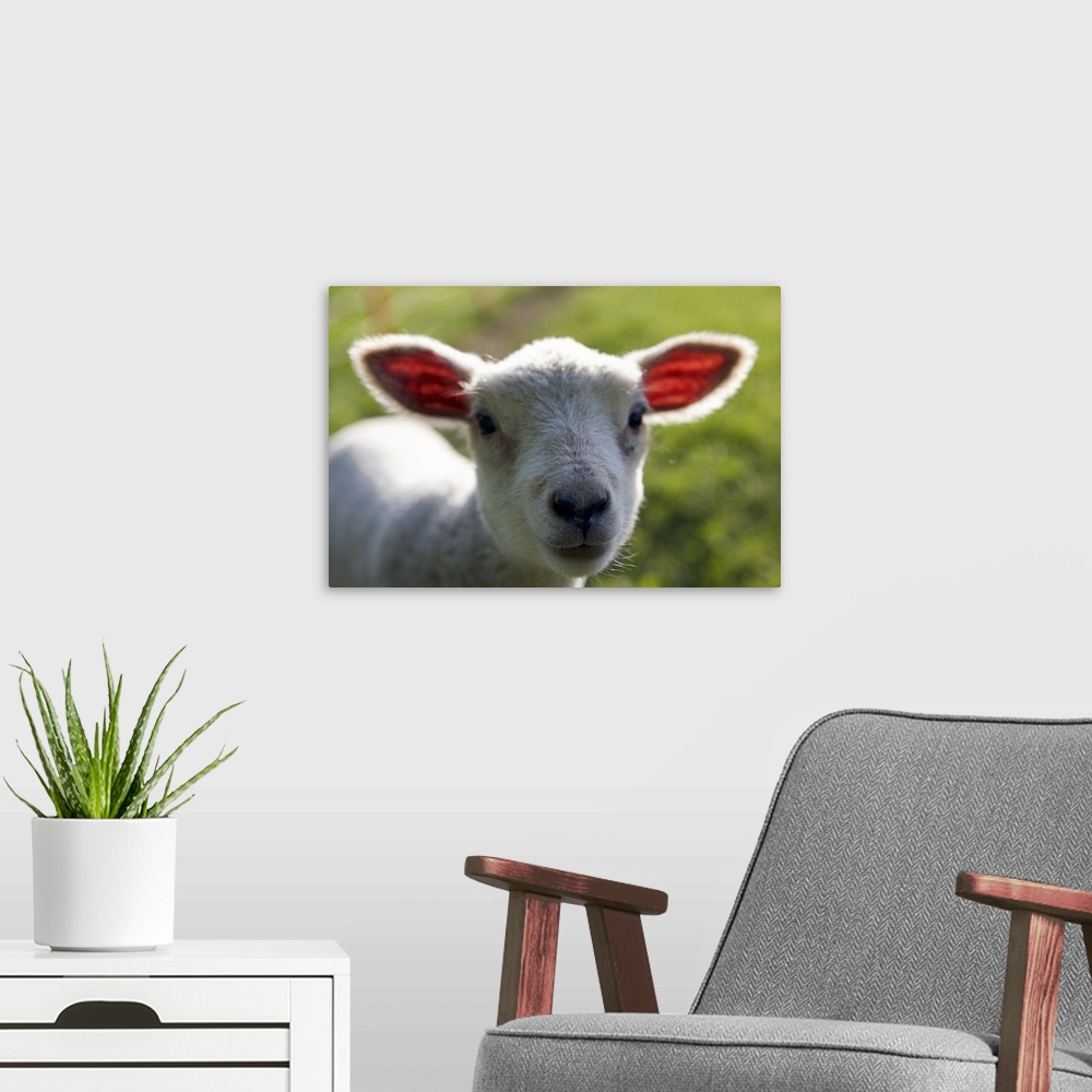 A modern room featuring Lamb in pasture