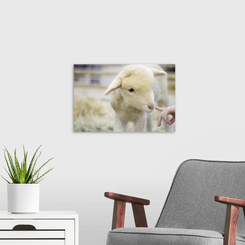 A modern room featuring Lamb interacting with child at Denver Stock Show.