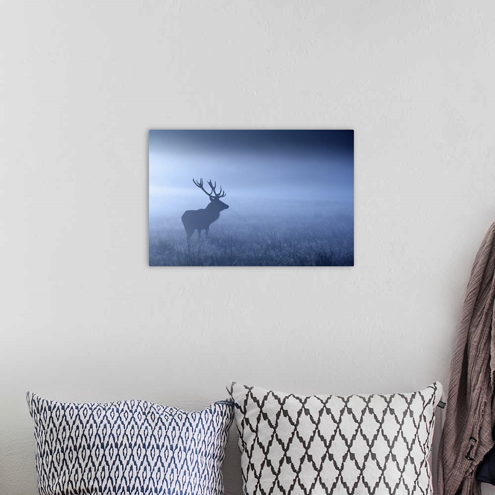 A bohemian room featuring Large adult red deer stag standing in night mist, UK.