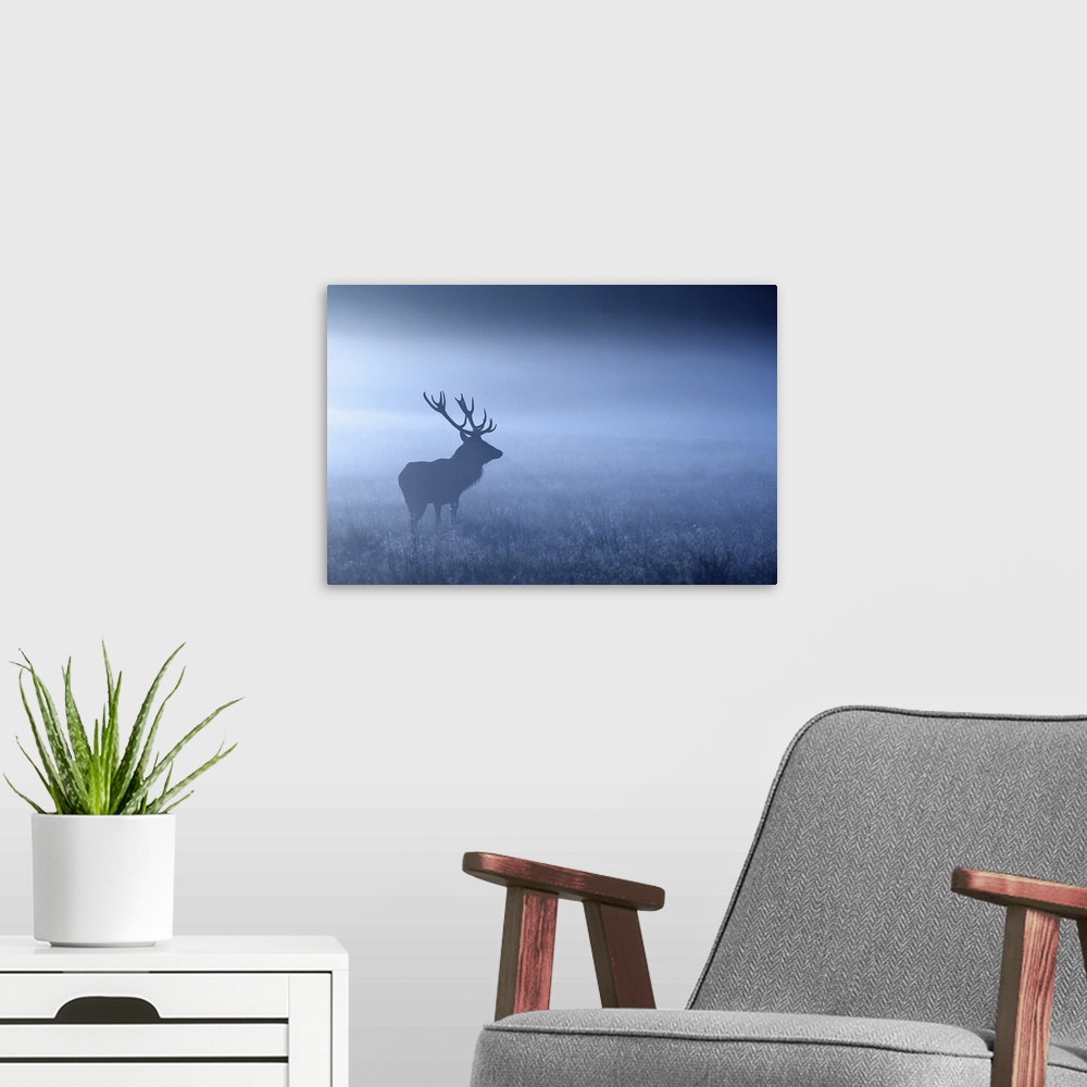 A modern room featuring Large adult red deer stag standing in night mist, UK.