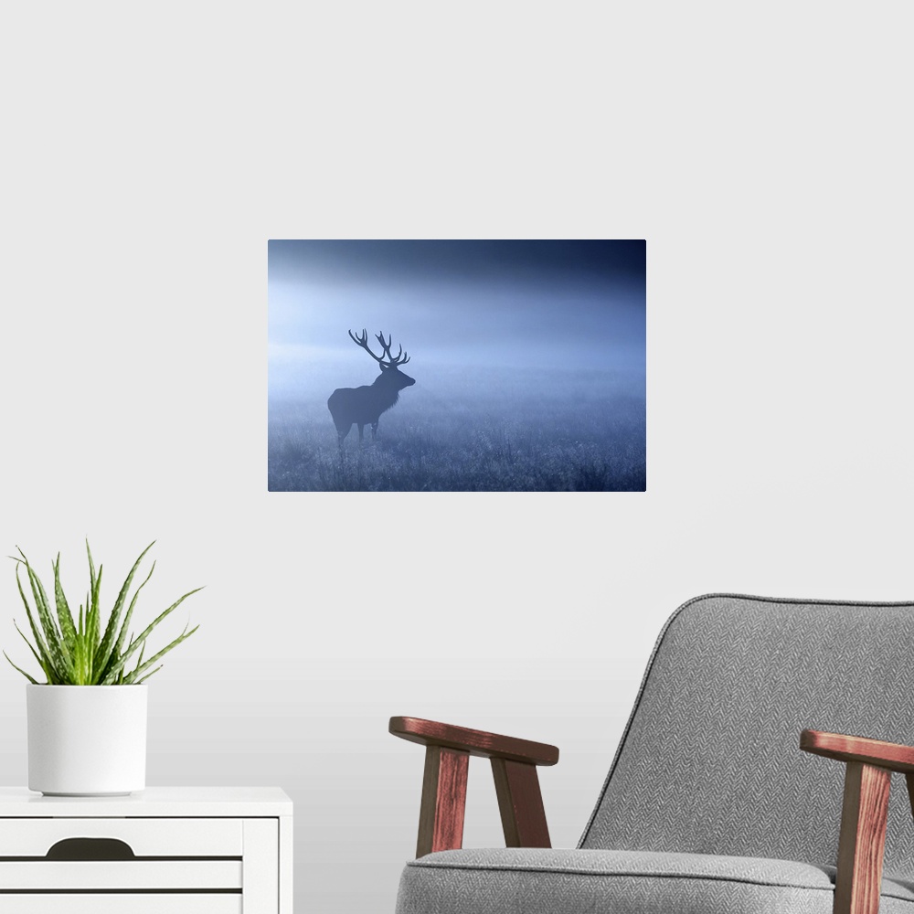 A modern room featuring Large adult red deer stag standing in night mist, UK.
