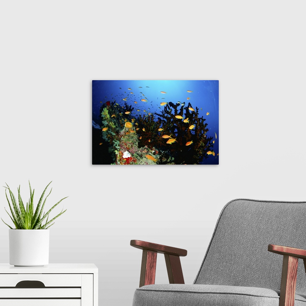 A modern room featuring Large group of Sea Goldie fish swimming underwater, Maldives