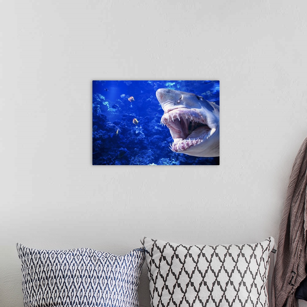 A bohemian room featuring Photograph of large fish with its mouth open swimming toward smaller fish underwater with coral i...
