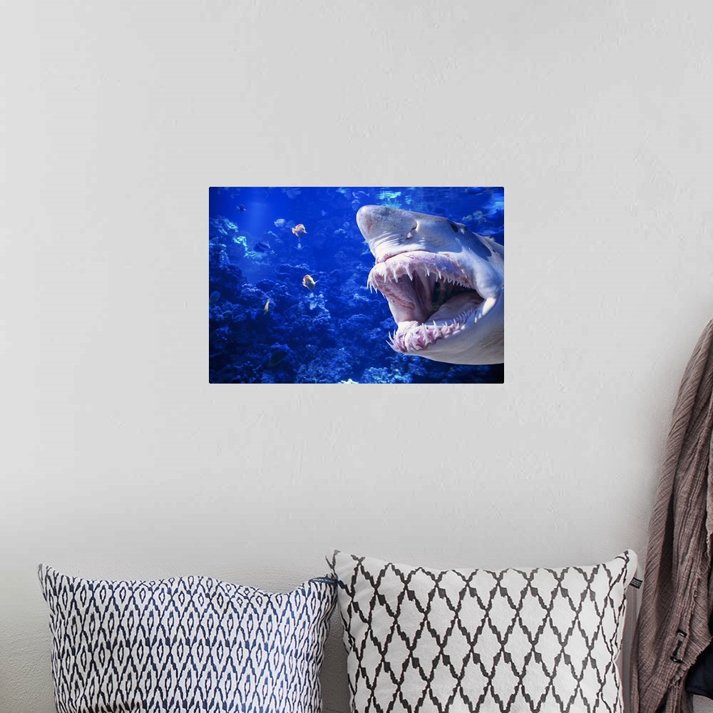 A bohemian room featuring Photograph of large fish with its mouth open swimming toward smaller fish underwater with coral i...