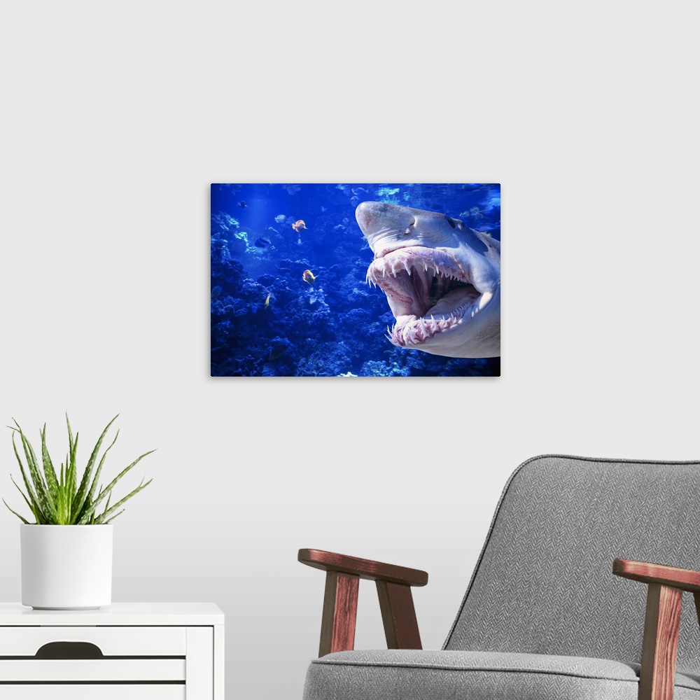 A modern room featuring Photograph of large fish with its mouth open swimming toward smaller fish underwater with coral i...