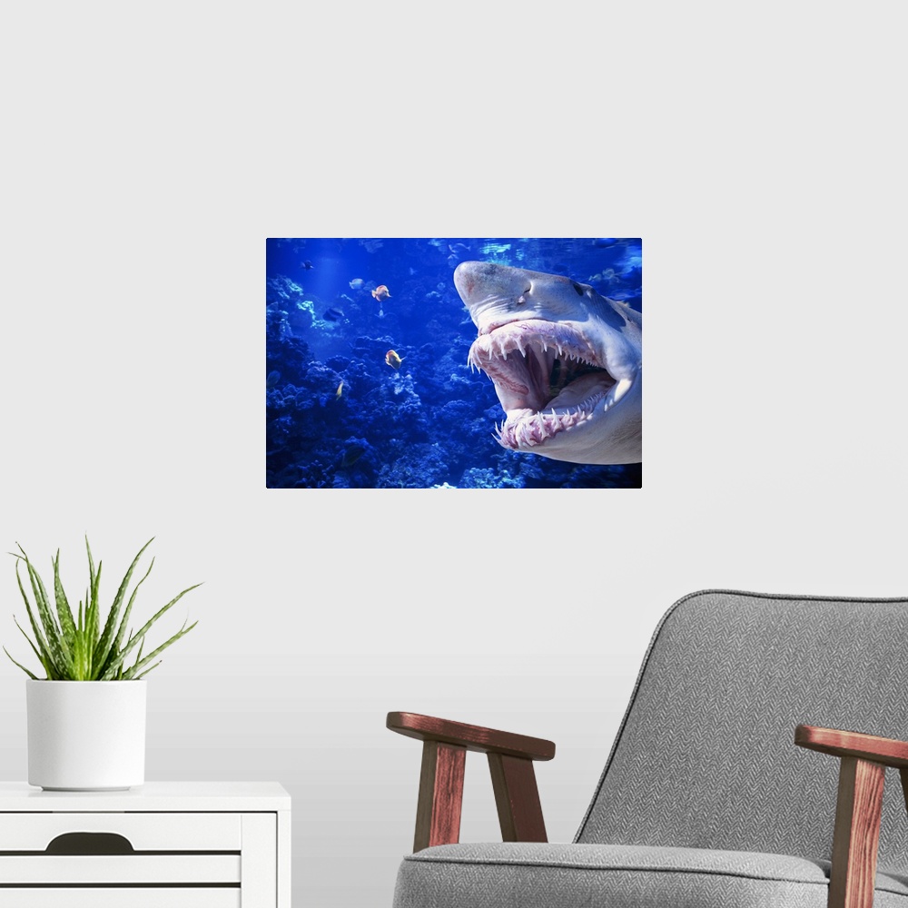 A modern room featuring Photograph of large fish with its mouth open swimming toward smaller fish underwater with coral i...