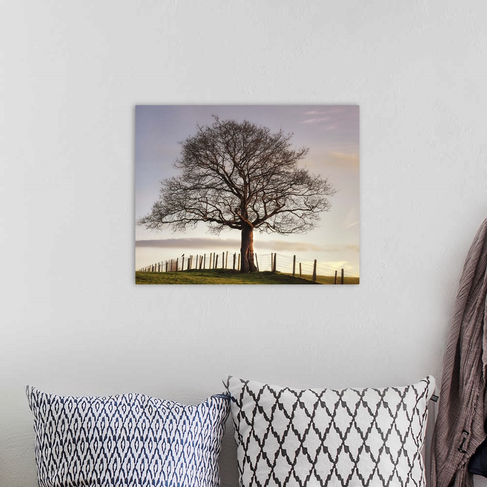 A bohemian room featuring Big photo on canvas of a tree sitting in a field with a fence going through it.