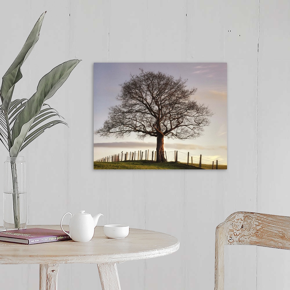 A farmhouse room featuring Big photo on canvas of a tree sitting in a field with a fence going through it.