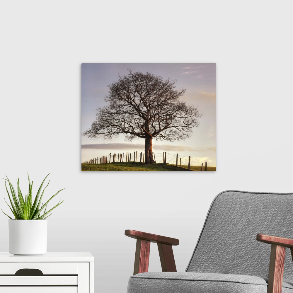 A modern room featuring Big photo on canvas of a tree sitting in a field with a fence going through it.