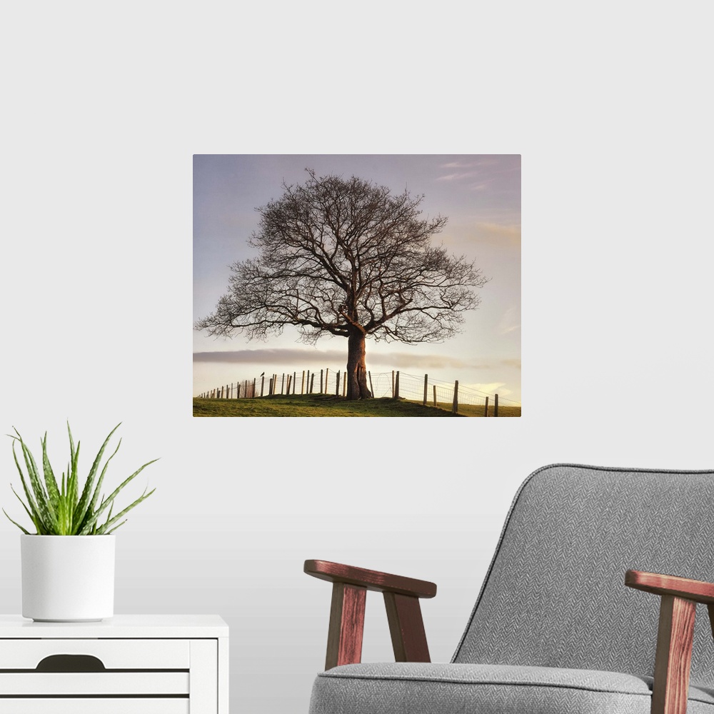 A modern room featuring Big photo on canvas of a tree sitting in a field with a fence going through it.