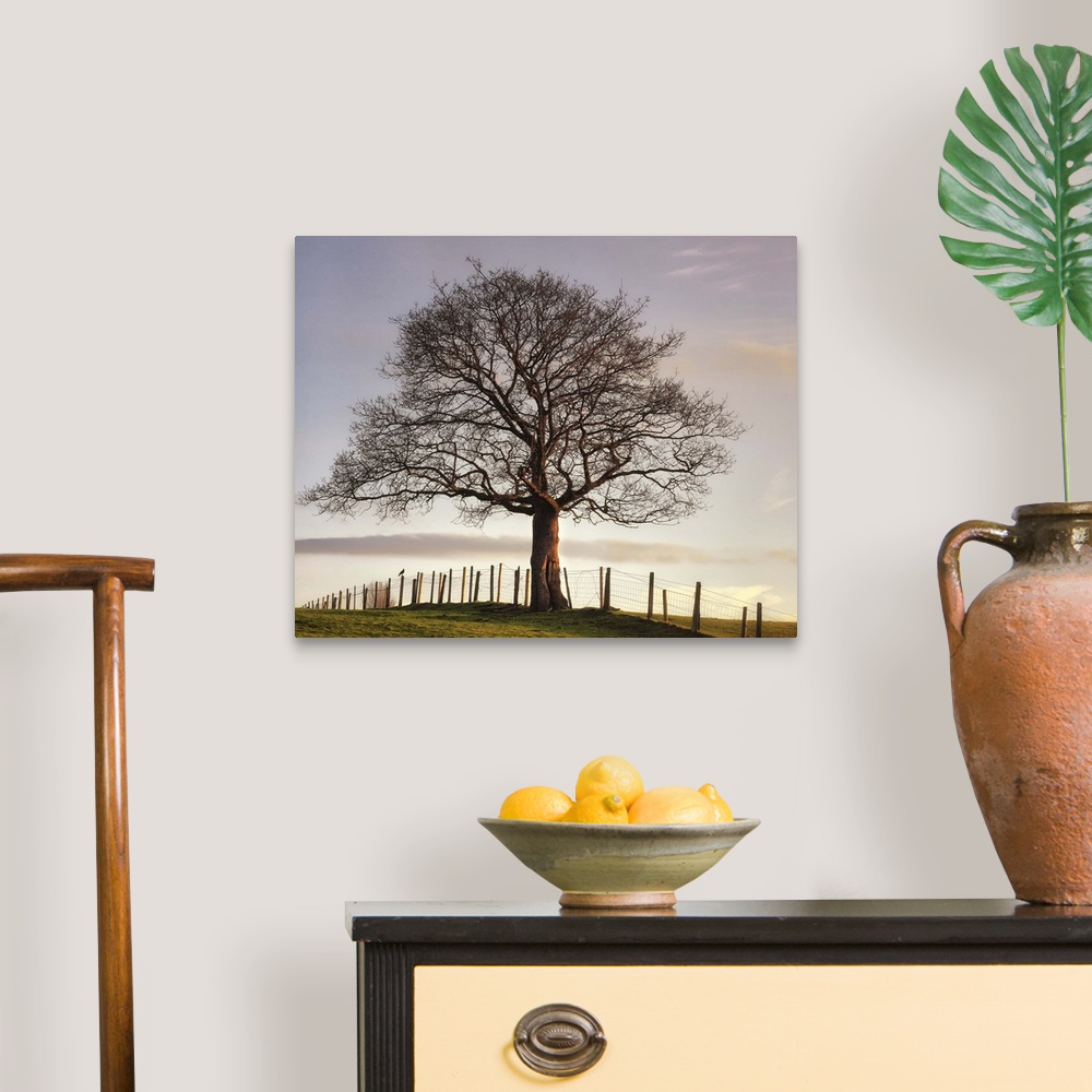 A traditional room featuring Big photo on canvas of a tree sitting in a field with a fence going through it.