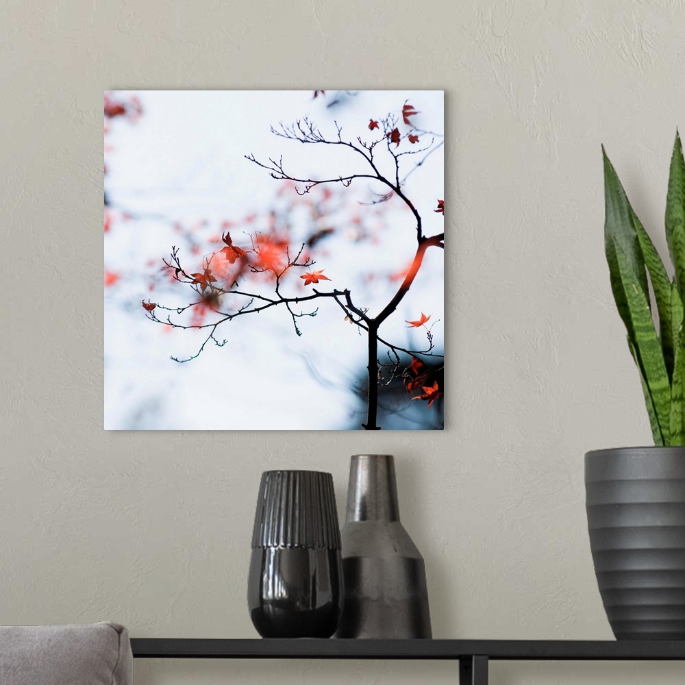 A modern room featuring The last red momiji [maple, acer] leaves of autumn seen on a tree at Rikugien Gardens. Muted wint...