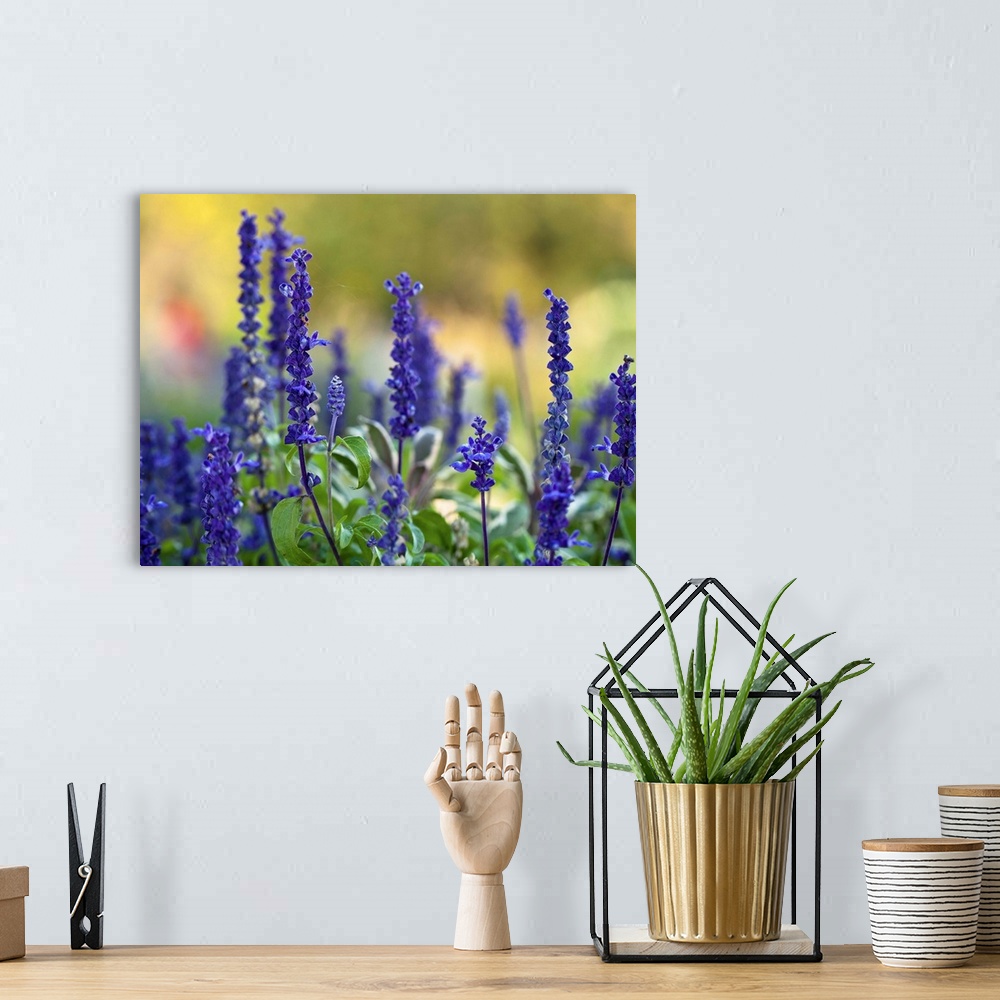 A bohemian room featuring Late summer garden filled with violet colored Salvia flowers with colorful blurred background.
