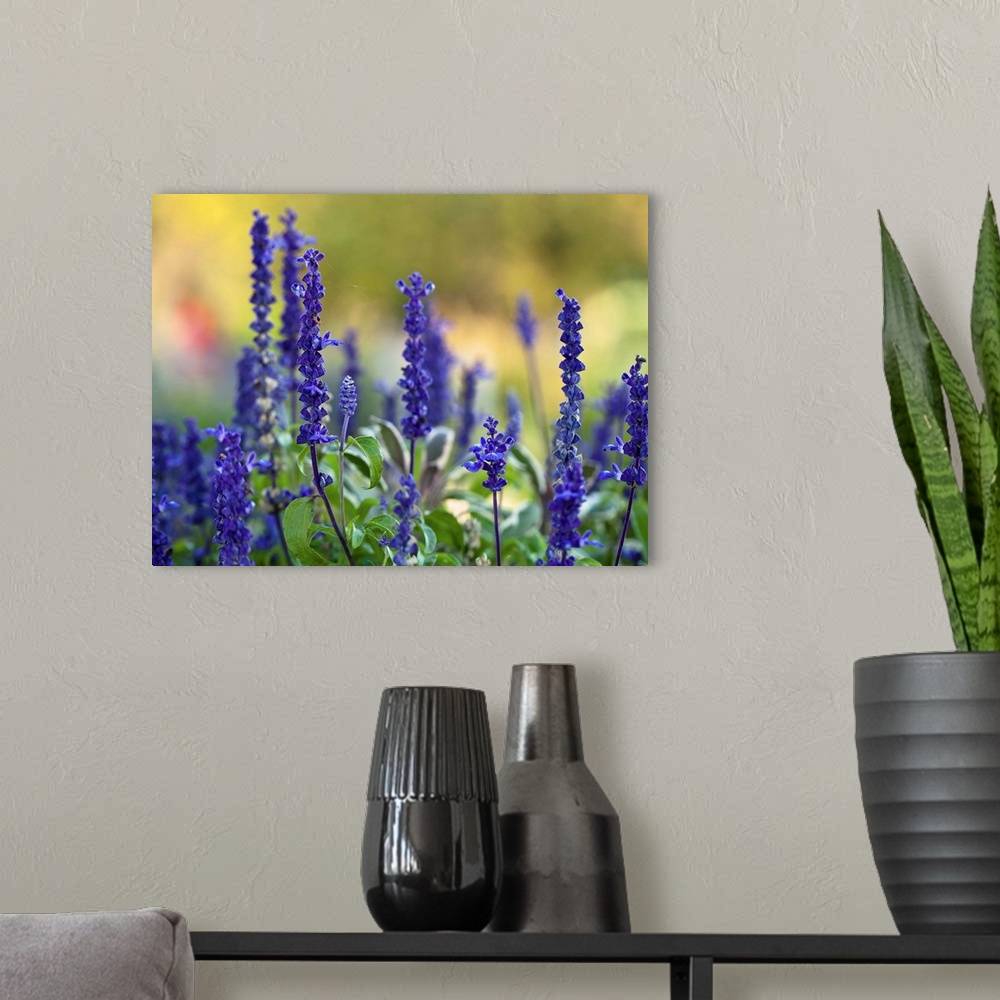 A modern room featuring Late summer garden filled with violet colored Salvia flowers with colorful blurred background.