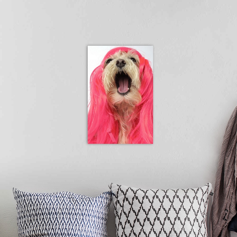 A bohemian room featuring Laughing Maltese Poodle Dog in pink wig