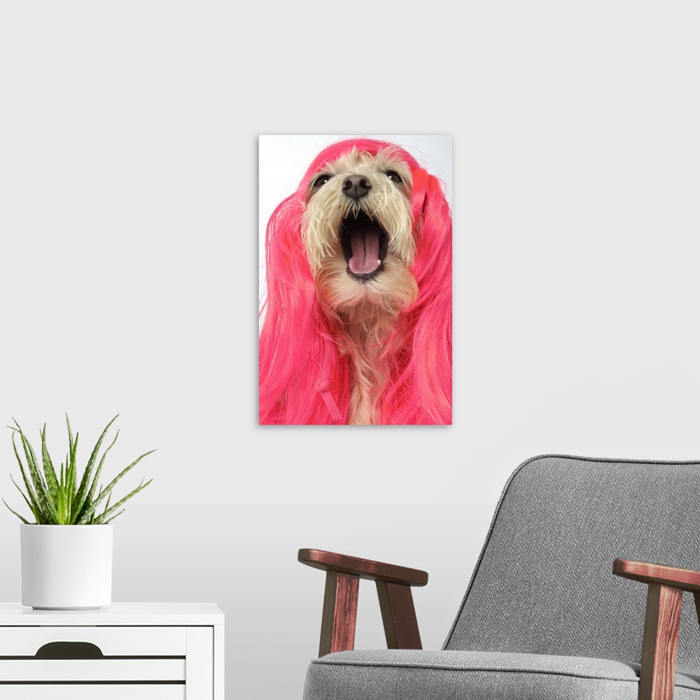 A modern room featuring Laughing Maltese Poodle Dog in pink wig