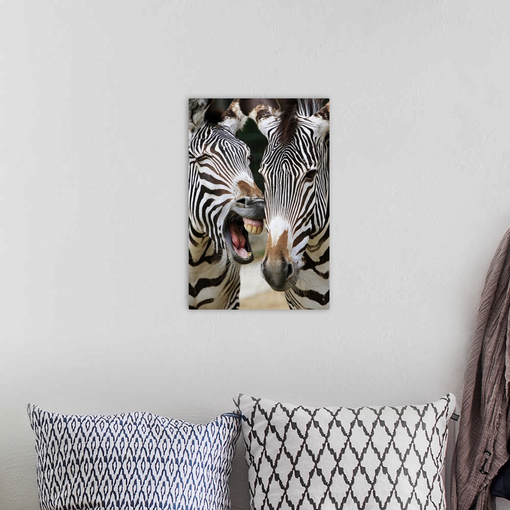A bohemian room featuring close-up of head of zebras, Equus Sp., Berlin zoo